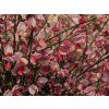 Čilimník časný 'Hollandia'  Cytisus praecox 'Hollandia'