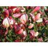 Čilimník časný 'Hollandia'  Cytisus praecox 'Hollandia'