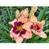 38463 denivka sabine baur hemerocallis sabine baur