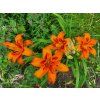 38514 1 denivka plava kwanso hemerocallis fulva kwanso