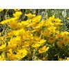 Helianthemum x hybr. 'Sterntaler'