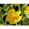 Devaterník x hybr. 'Sterntaler' - Helianthemum x hybr. 'Sterntaler'  Helianthemum x hybr. 'Sterntaler'