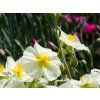 Devaterník x hybridum 'The Bride' - Helianthemum x hybridum 'The Bride'  Helianthemum x hybridum 'The Bride'