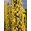 Divizna malokvětá - Verbascum thapsus  Verbascum thapsus