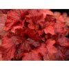 Dlužicha 'Fire Alarm' - Heuchera 'Fire Alarm'  Heuchera 'Fire Alarm'