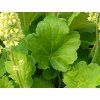 Dlužicha  LITTLE CUTIE® 'Blondie in Lime' - Heuchera  LITTLE CUTIE® 'Blondie in Lime'  Heuchera LITTLE CUTIE® 'Blondie in Lime'