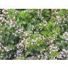 Oregáno, dobromysl obecná - Origanum vulgare  Origanum vulgare
