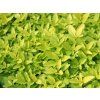 Oregáno, dobromysl obecná 'Aureum' - Origanum vulgare 'Aureum'  Origanum vulgare 'Aureum'
