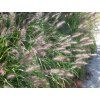 Dochan psárkovitý - Pennisetum alopecuroides  Pennisetum alopecuroides