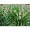 Dochan psárkovitý - Pennisetum alopecuroides  Pennisetum alopecuroides