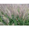 Dochan psárkovitý 'Red Head' - Pennisetum alopecuroides 'Red Head'  Pennisetum alopecuroides 'Red Head'