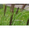 Dochan psárkovitý 'Red Head' - Pennisetum alopecuroides 'Red Head'  Pennisetum alopecuroides 'Red Head'