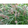 Dochan psárkovitý var. viridiscens - Pennisetum alopecuroides var. viridiscens  Pennisetum alopecuroides var.viridiscens