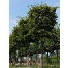 carpinus2