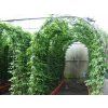 carpinus3