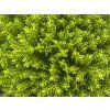 40083 2 hebe green globe
