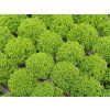 40083 1 hebe green globe