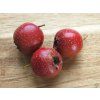 Hloh 'Big Mao Mao'  Crataegus pinnatifida ´Big Mao Mao´