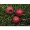 Hloh 'Big Mao Mao'  Crataegus pinnatifida ´Big Mao Mao´