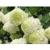 Hortenzie latnatá 'Limelight®'  Hydrangea paniculata 'Limelight®'