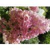 40389 1 hortenzie latnata vanille fraise