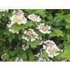 Hortenzie řapíkatá  Hydrangea anomala subsp. petiolaris