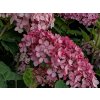 Hortenzie stromečkovitá 'Pink Annabelle'  Hydrangea arborescens 'Pink Annabelle'