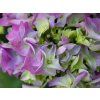 Hydrangea Early Blue (2)