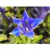 40617 1 horec bezlodyzny gentiana acaulis hort