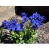 40632 2 gentiana dinarica 1 1500w