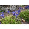40632 trumpet gentian 6692540 1280 1500w