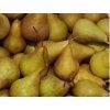 Hrušeň 'Boscova lahvice'  Pyrus communis 'Boscova lahvice'