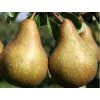 Hrušeň 'Boscova lahvice'  Pyrus communis 'Boscova lahvice'