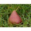 Hrušeň 'Dicolor'  Pyrus communis 'Dicolor'