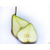 Hrušeň 'Dicolor'  Pyrus communis 'Dicolor'