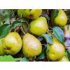 Hrušeň zakrslá 'Garden Pearl'  Pyrus communis 'Garden Pearl'