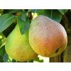 Hrušeň 'Komisowka'  Pyrus communis 'Komisowka'