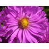 Hvězdnice křovitá 'Kassel' - Aster dumosus 'Kassel'  Aster dumosus 'Kassel'