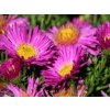 Hvězdnice křovitá 'Kassel' - Aster dumosus 'Kassel'  Aster dumosus 'Kassel'