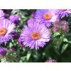new england aster aster novae angliae purple dome 5 10 pot p9
