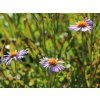 Hvězdnice tongolská 'Wartburgstern' - Aster tongolensis 'Wartburgstern'  Aster tongolensis 'Wartburgstern'