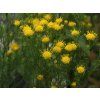 Aster linosyris3