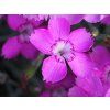 blauigel