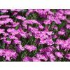 41676 hvozdik sivy eydangeri dianthus gratianopolitanus eydangeri