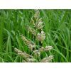 Chrastice rákosovitá - Phalaris arundinacea  Phalaris arundinacea