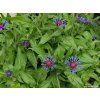 41910 3 41910 chrpa horska centaurea montana