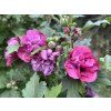 42036 3 ibisek syrsky duc de brabant