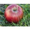Jabloň 'Aneta'  Malus domestica 'Aneta'