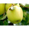 Jabloň 'Antonovka'  Malus domestica 'Antonovka'
