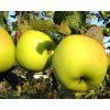 Jabloň 'Bohemia Gold'  Malus domestica 'Bohemia Gold'
